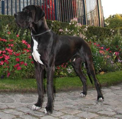 Cicero Of Austria Great-stars