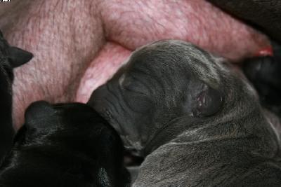 Blue Lady Von Den Elf Quellen