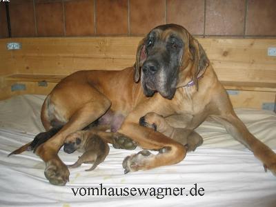 Ypsilanti Vom Hause Wagner