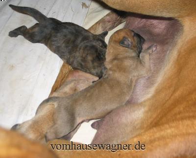 Ypsilanti Vom Hause Wagner