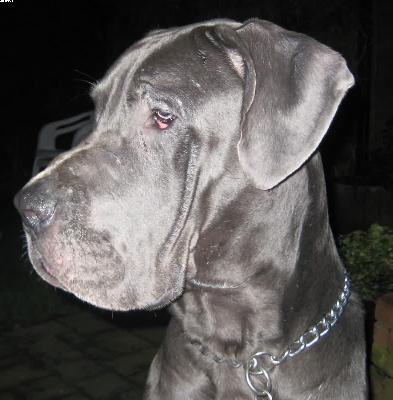 Brutus Rudolf