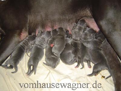 Zyan Vom Hause Wagner
