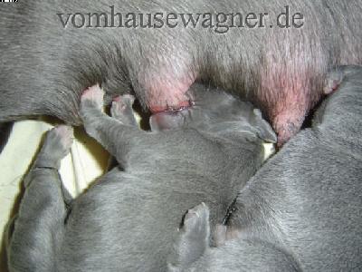 Zaire Vom Hause Wagner