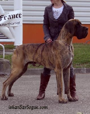 Baghdassar D´iskandar