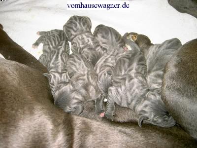 Calamus Vom Hause Wagner