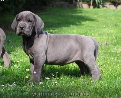 Dinka Vom Hause Wagner
