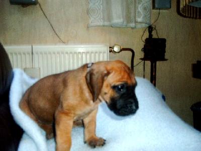 Leticia Vom Sprendlinger Tal