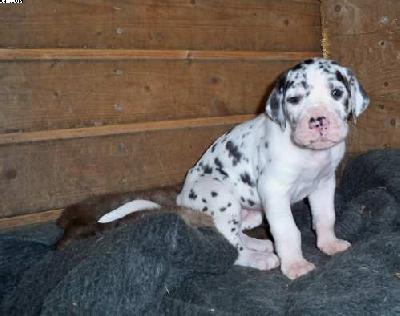 Ch Utje Vom Wächterberg