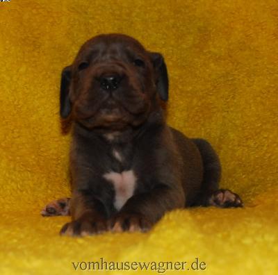 Ekta Vom Hause Wagner