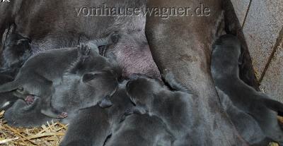 Filum Vom Hause Wagner