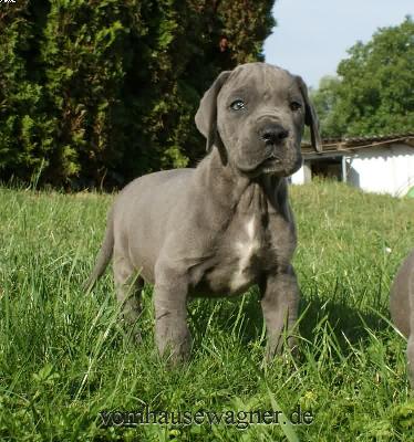 Feleus Vom Hause Wagner