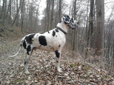 Uron Von Schlesien