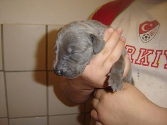 Blue Boy Beaux Chiens