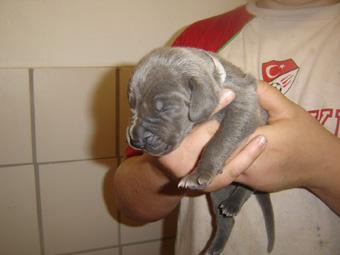 Bijon Beaux Chiens