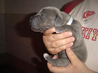 Blue Lady Beaux Chiens