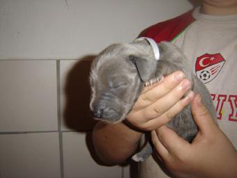 Belaine Beaux Chiens