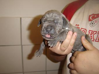 Barkena Beaux Chiens