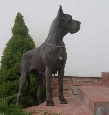 Sina De La Benjamine