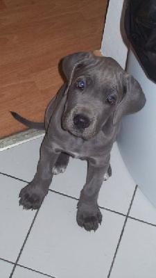 Braja Beaux Chiens