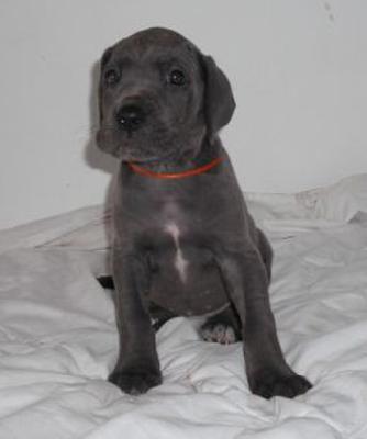 Braja Beaux Chiens