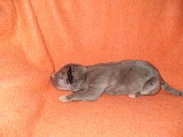 Fenja Bocca Dtigre