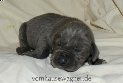 Impetus Vom Hause Wagner