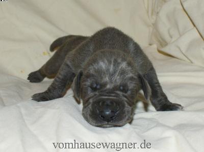 Imperator Vom Hause Wagner