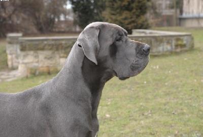 Orfeus Cevelob