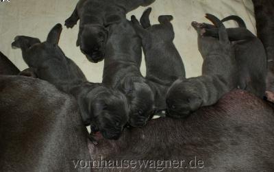 Lescot Vom Hause Wagner
