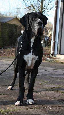Diva-Donna Von Schlesien