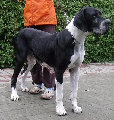Romina Vom Dnner Land