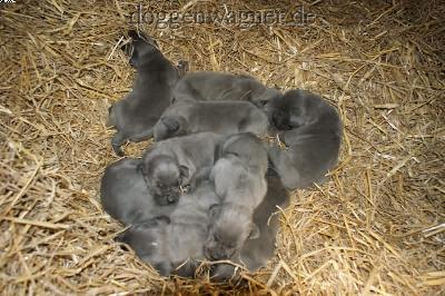 Nabulus Vom Hause Wagner