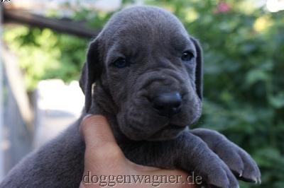 Nabulus Vom Hause Wagner