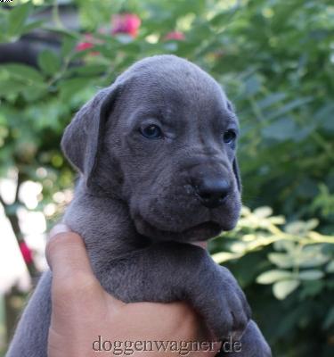 Nagaika Vom Hause Wagner