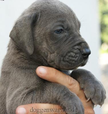 Naphtali Vom Hause Wagner