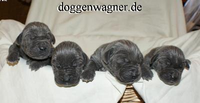 Prinz Eisenherz Vom Hause Wagner