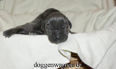 Prinz Harry Vom Hause Wagner