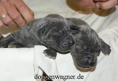 Prinzessin Maxima Vom Hause Wagner