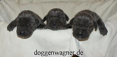 Prinzessin Ludovika Vom Hause Wagner