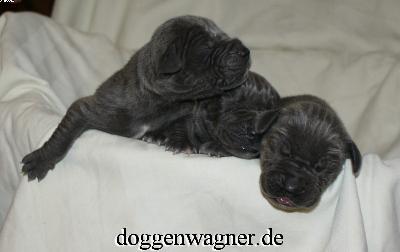 Prinzessin Sissi Vom Hause Wagner