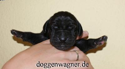 Ch Qai Vom Hause Wagner
