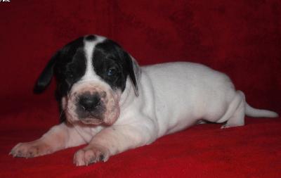 Cinnamon Beaux Chiens