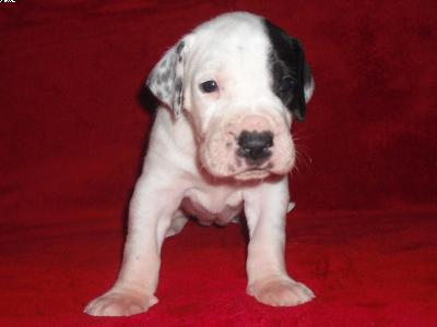 Cosima Beaux Chiens