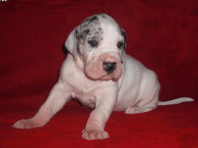 Caya Beaux Chiens