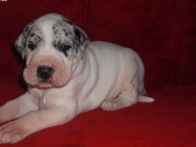 Chepi Beaux Chiens