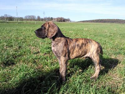 Apollo Von Der Lullusglocke