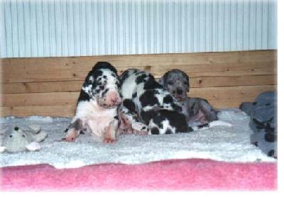 V-bomb German Design Vom Mephisto