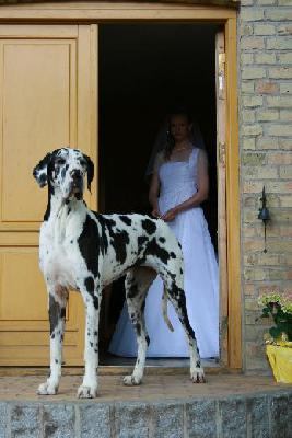 V-bomb German Design Vom Mephisto