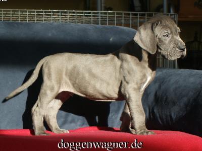 Sir Ridley Vom Hause Wagner