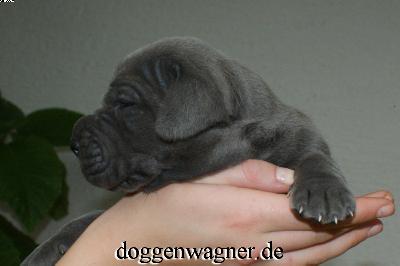 Sir Henry Vom Hause Wagner